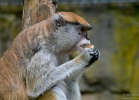 2011 Eifel-Zoo